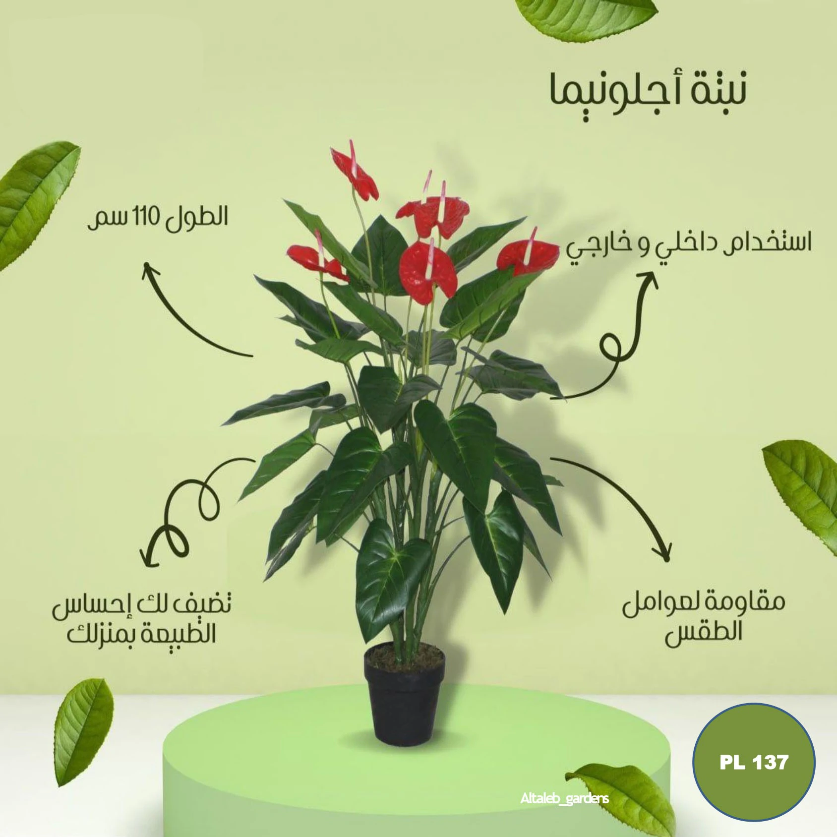 pl137 نبتة اجلو نيما - الصورة 1