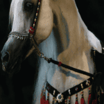 بديل رخام طباعه خيل خلفية اسود
