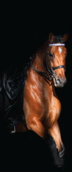 بديل رخام طباعه خيل بني خلفية بني