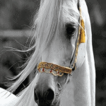 بديل رخام طباعه خيل ابيض خلفية رمادي