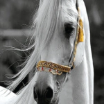 بديل رخام طباعه خيل ابيض خلفية رمادي