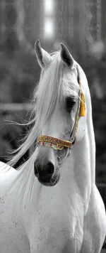 بديل رخام طباعه خيل ابيض خلفية رمادي